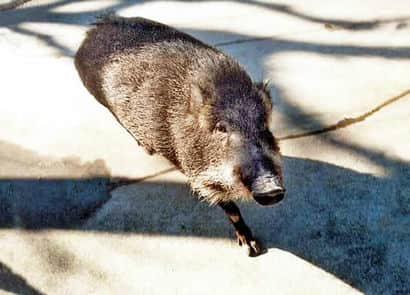 動物図鑑・リュウキュウイノシシ